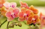 Sprig of orange orchids - F-204