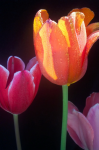 Three tulips on a black background - F-098