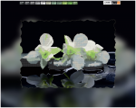 White orchids on a dark background  -  F-044