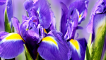 Iris flowers - F-125