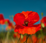 Red poppies and blue sky - F-097a