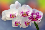 A branch of a white-pink orchid on a multicolored background - F-214