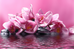 Pink flowers on a pink background - F-162a