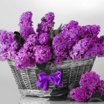 Basket of lilacs on a gray background - F-210