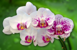 A branch of a white-pink orchid on a green background - F-213