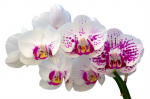 A branch of a white-pink orchid - F-201