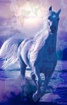 White horse on sunset background - A-046