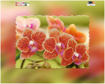 Orange orchid branch -  F-204