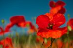 Red poppies on the field - F-097