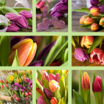 Different tulips - F-111