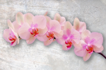 A branch of a pink orchid on a gray background - F-226