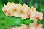 A branch of a yellow orchid above the water - F-220