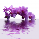 Purple orchid on a white background - F-046c