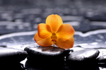 Orange orchid and black stones - F-092
