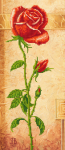 Red rose on a turquoise background - E-003