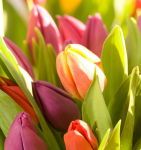 Tulips of different colors - F-118