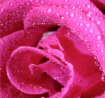 trandafir roz - F-108