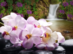 Pink orchid and waterfall - F-278