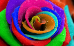 Multicolored rose bud sprinkled with water - F-327a