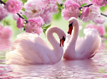 Pink swans - F-164