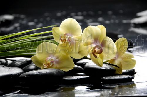 Yellow orchids on the water - F-049