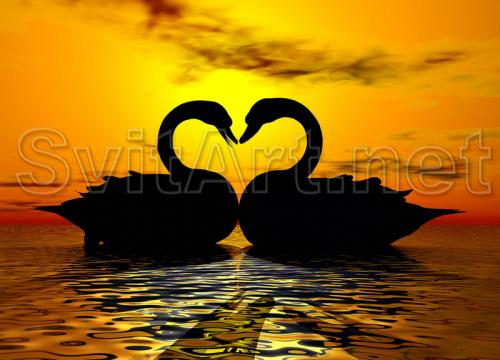 Two swans on a background sunset - F-013