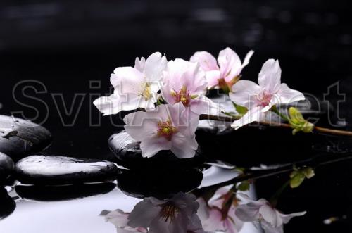 Flori albe pe un fundal negru oglind&#259; - F-050