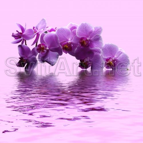 Violet orhidee in apa - F-046b