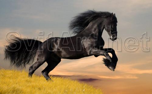 A black horse is in the field - F-006