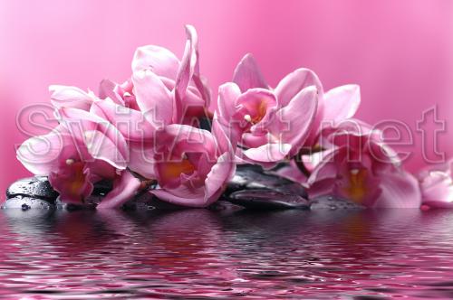 Pink flowers on a pink background - F-162a