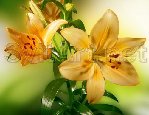 Yellow lily on a green background - F-048