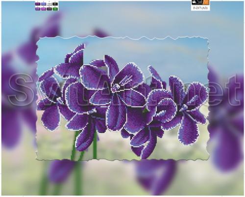 Violet irises -  F-217