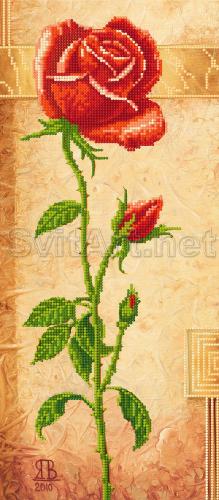Trandafir ro&#537;u pe fond turcoaz - E-003
