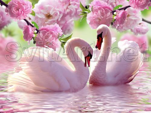 Pink swans - F-164