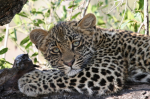 Leopard in the shade - F-129