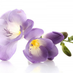 Purple freesia - F-173