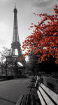 Black and white photo of the Eiffel Tower - F-053b