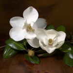 Magnolia large-colored - F-034
