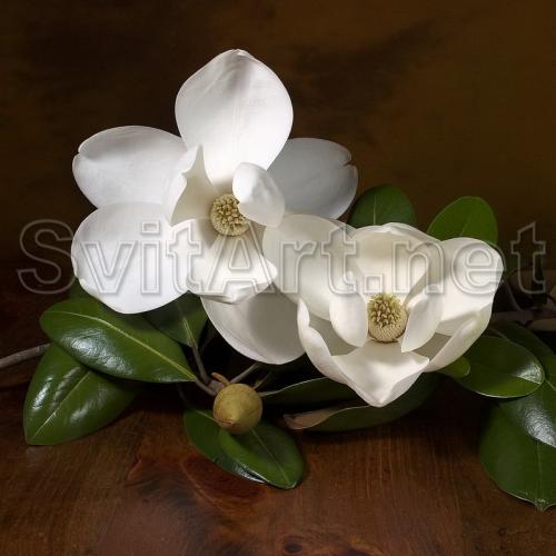 Magnolia large-colored - F-034