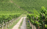 Path in the vineyard - F-191