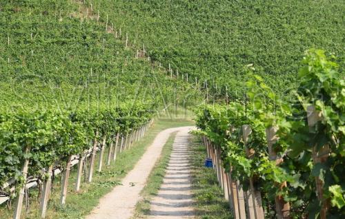 Path in the vineyard - F-191