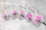 Branch of a white orchid on a gray background - F-225