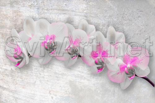 Branch of a white orchid on a gray background - F-225
