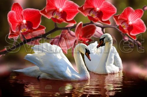 A pair of white swans with a red orchid - F-227