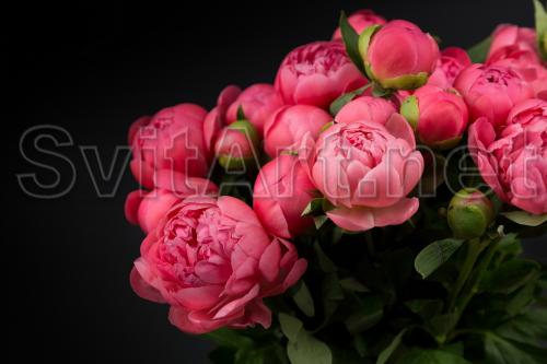 Bouquet of wild roses on a black background - F-320