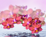Red orchid and water circles - F-279