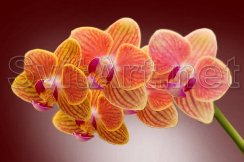Sprig of orange orchids - F-222