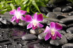 Pink orchid and stones - F-089