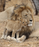 The lion and the lion cub - F-130
