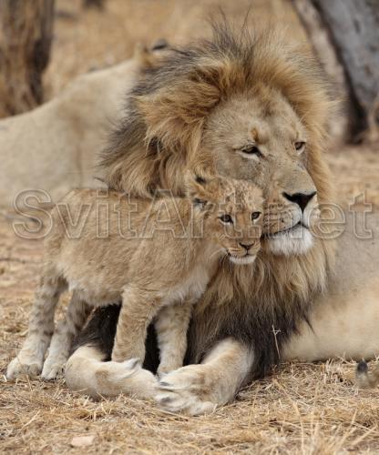 The lion and the lion cub - F-130